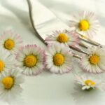 Connaissez-vous ces 10 fleurs comestibles ? Suivez notre guide pour les intégrer à votre cuisine