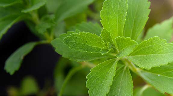 bienfaits du stevia