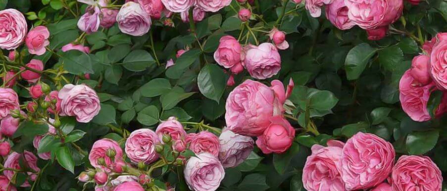maladies des rosiers