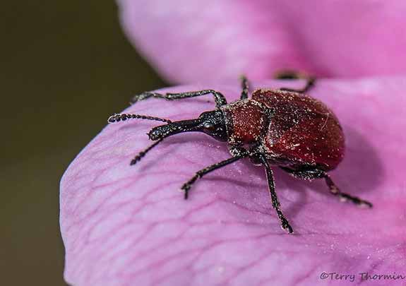 Ce coléoptère rouge (Merhynchites bicolor) est d'un brun-rougeâtre avec des renflements foncés. Ils ne mesure qu'environ 6 mm de long, mais ils peut causer beaucoup de dommages sur les rosiers.