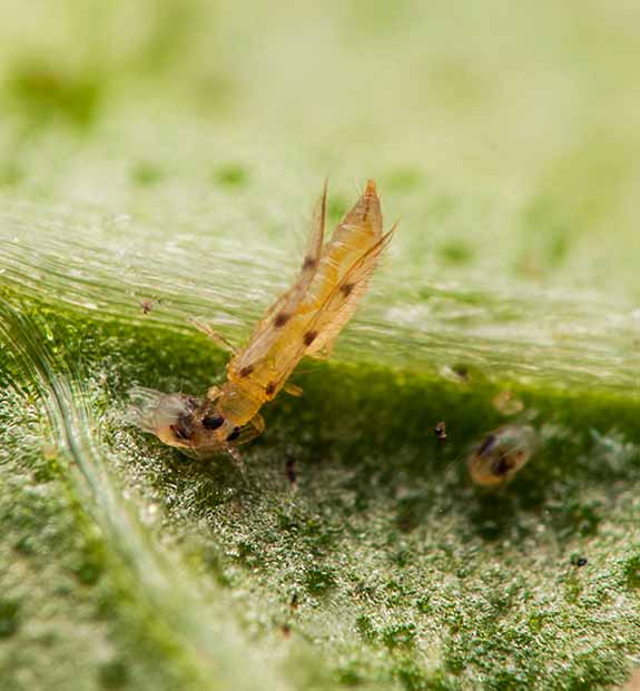 thrips de rosiers