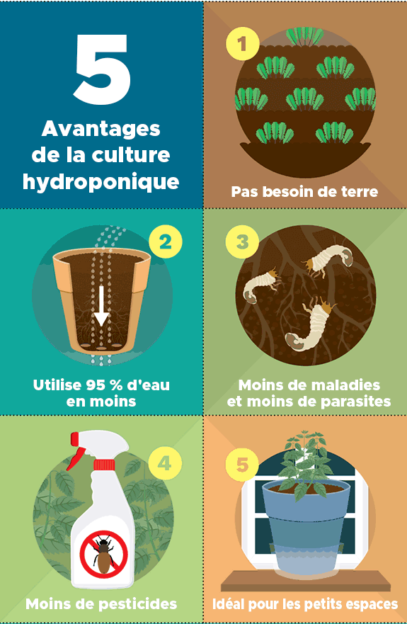 voordelen van hydrocultuur