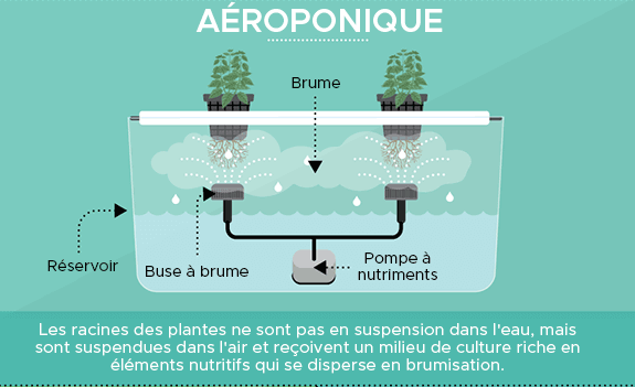 hydroponique : système aéroponique