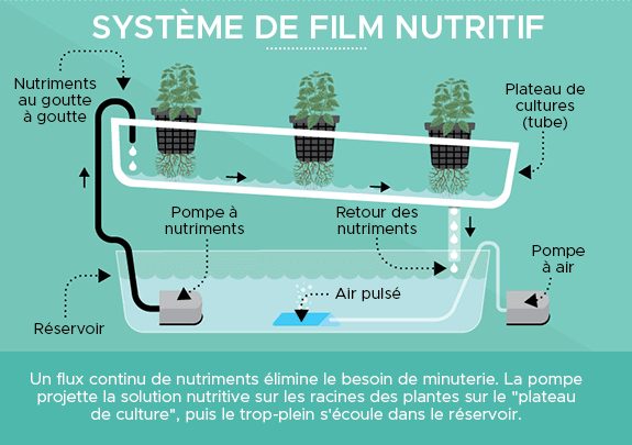 hydroponique : système de film nutritif