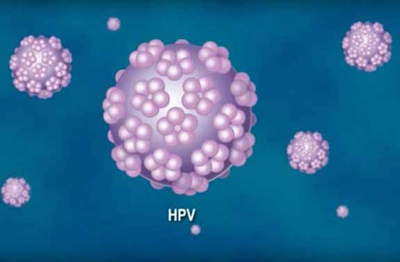 papillona virus humain responsable des verrues