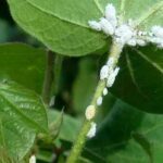 Comment se Débarrasser des Cochenilles Pour de Bon