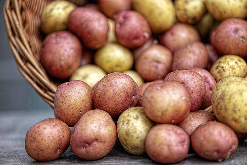 astuces éviter pommes de terre de germer
