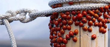 comment attirer les coccinelles dans le jardin