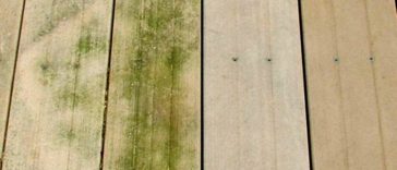 enlever mousse et algues d'une terrasse en bois