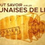 Tout Savoir sur les Punaises de Lit : Histoire d'une Colonisation