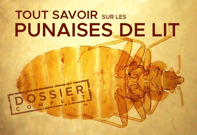 tout savoir sur les punaises de lits