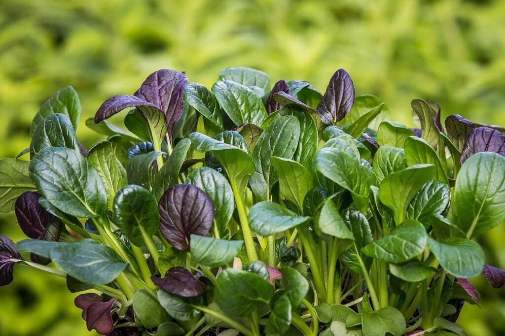 KOMATSUNA : moutarde épinard japonais potager sans soleil