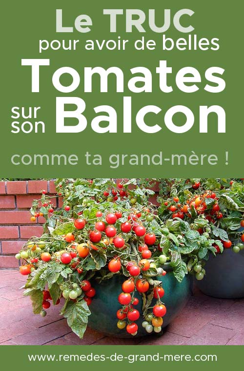 astuce pour récolter des tomates sur le balcon