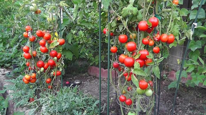 cages à tomates ou piquets torsadés, c'est quoi le mieux ?