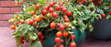 faire pousser ses tomates sur le balcon