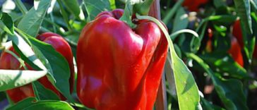astuces pour faire pousser de beaux poivrons