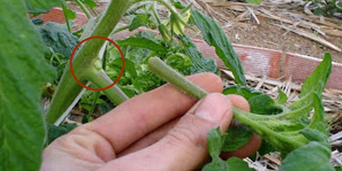 enlever la première tige plant de tomate