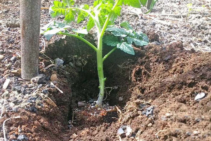 planter les plants de tomate en profondeur