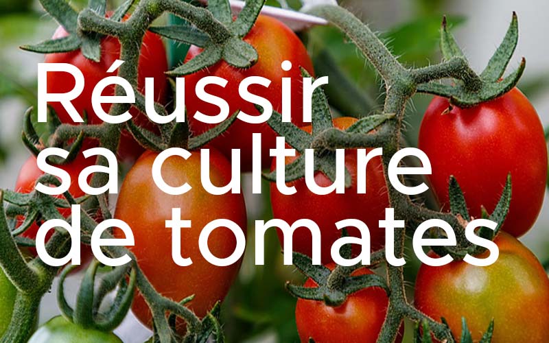 réussir sa culture de tomates