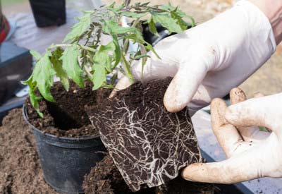 La rupture de la motte de racines permet une expansion rapide du système racinaire des plantes