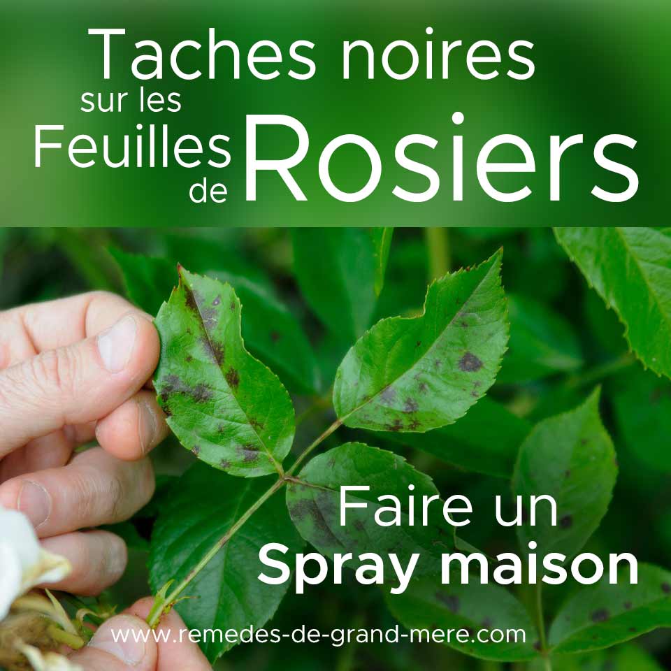 faire spray maison contre taches noires feuilles rosier