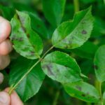 En cas de taches noires sur les feuilles du rosier, voici les solutions efficaces pour le soigner