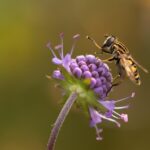 Mouche du cerisier : comment protéger vos arbres et sauver votre récolte