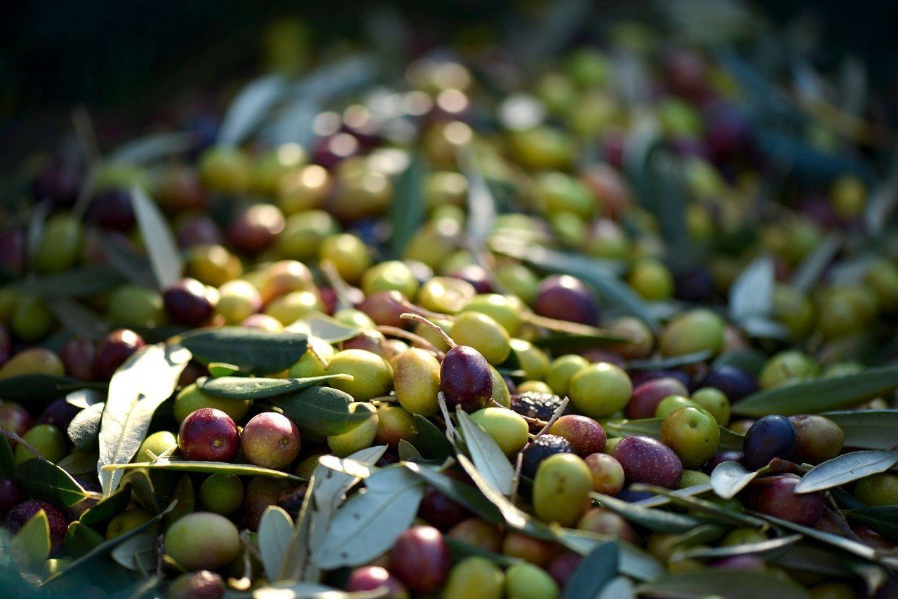 Les cendres de bois sont un remède alcalin pour les olives