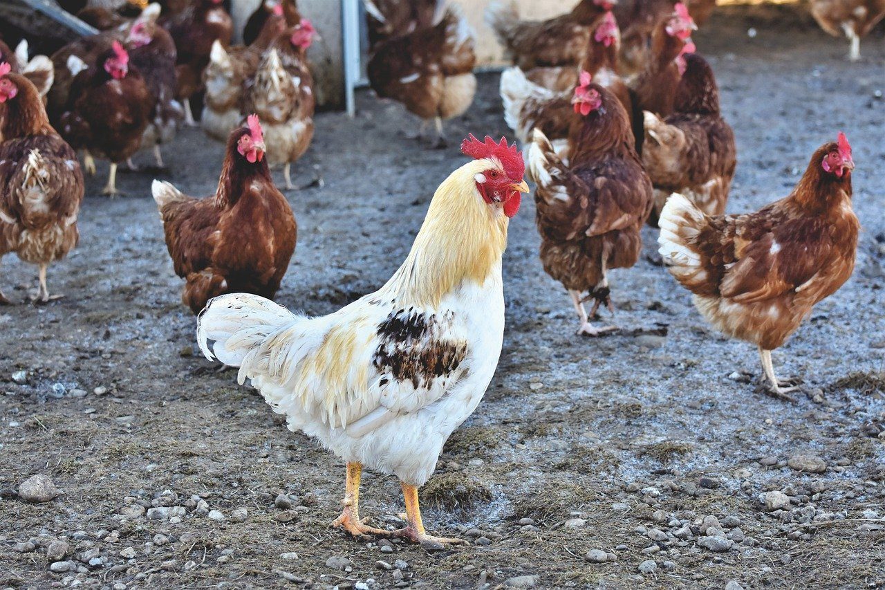 La cendre de bois comme complément alimentaire pour les poulets