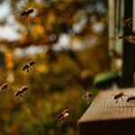 Papillons et insectes pollinisateurs : aménagez un jardin accueillant