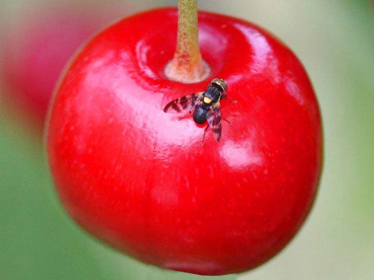 mouche du cerisier sur une cerise on peut facilement évaluer sa taille entre 4 et 6 mm