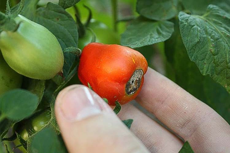 Une tomate avec une pourriture en bout de fleur due à une carence en calcium