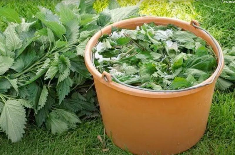 recette du purin d'orties à faire soi-même pour soigner ses plantes
