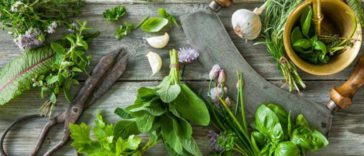 comment conserver les herbes fraîches plus longtemps