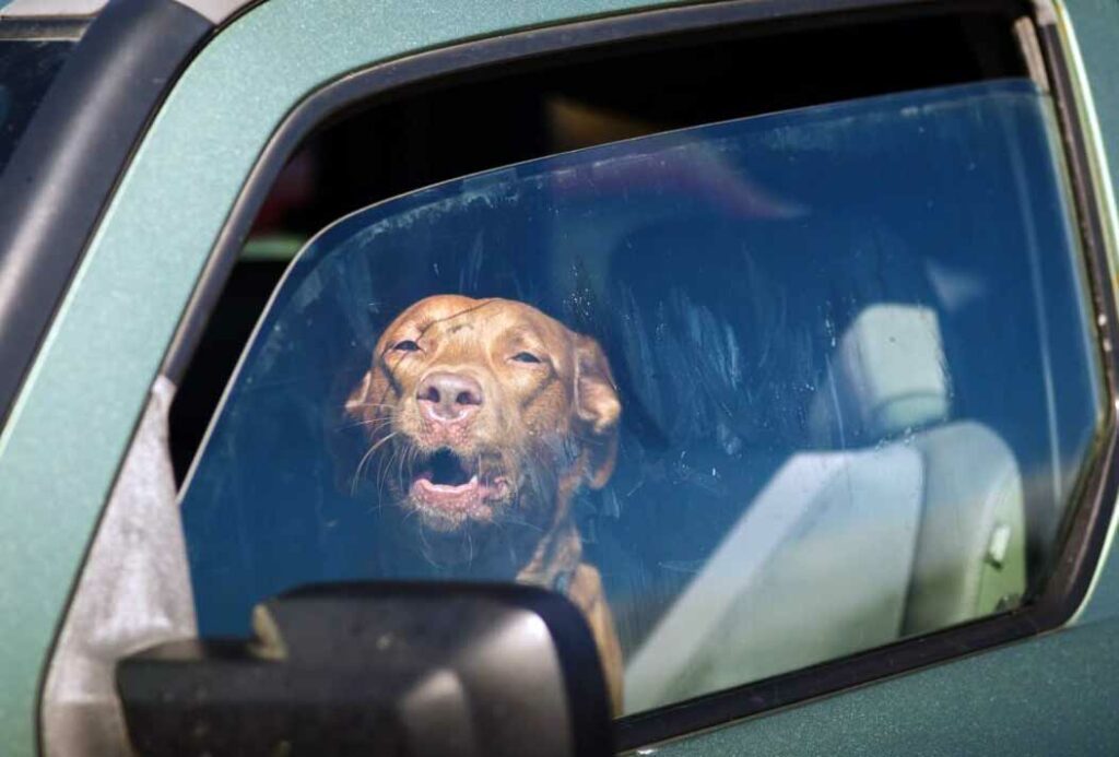 enfant, personne âgée, chien dans une voiture au soleil attention danger