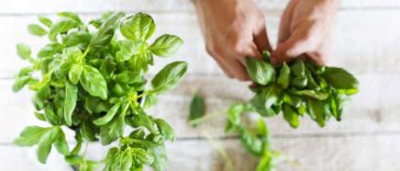 comment cuisiner les herbes aromatiques