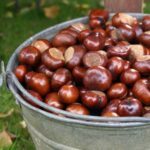 Ne faites surtout pas l’erreur de confondre marrons et châtaignes – Voici comment les distinguer facilement !