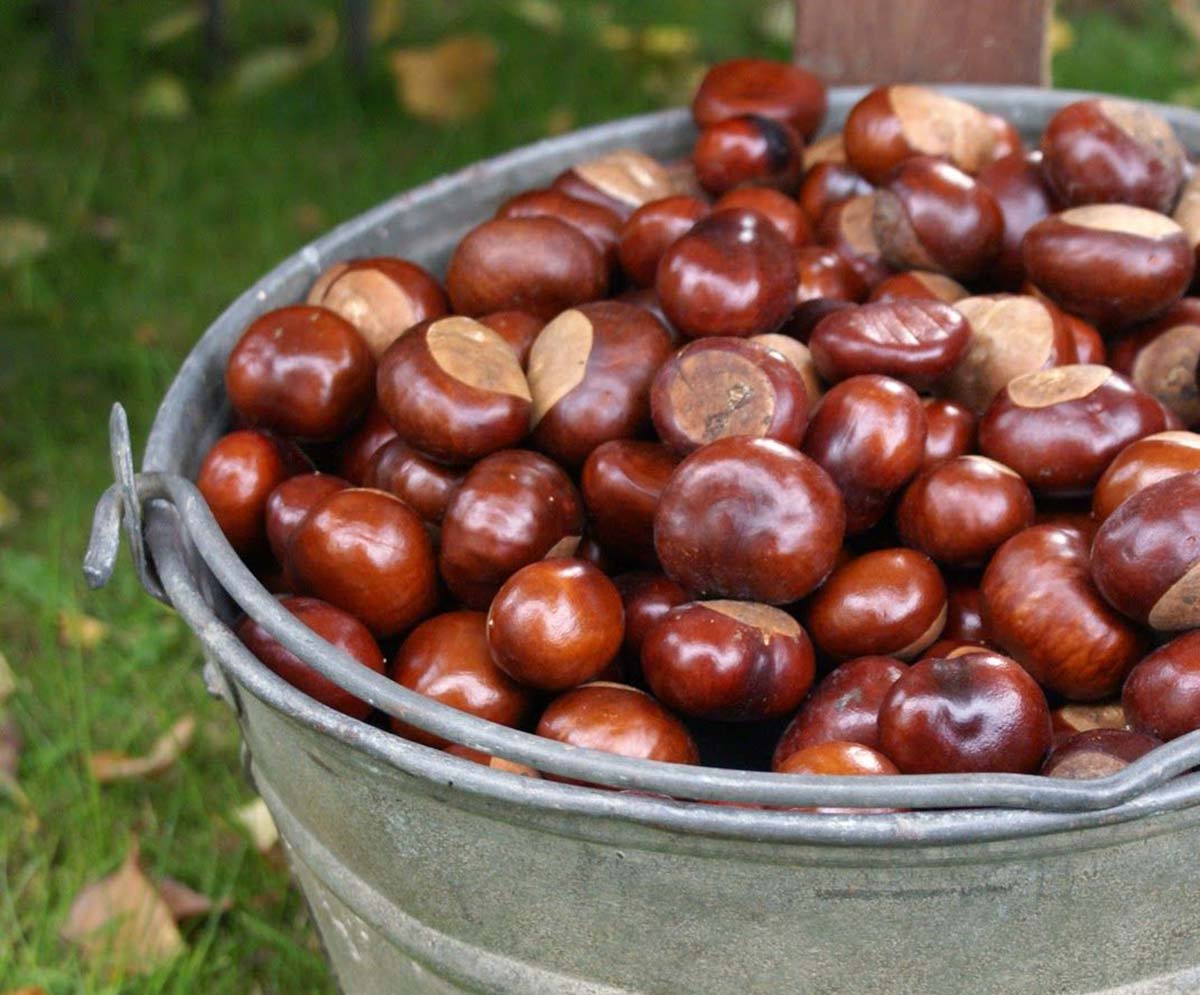 ramasser les marrons d'Inde