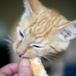 Pièges cachés : 10 aliments qui semblent inoffensifs mais sont toxiques pour les chats