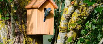 Comment attirer les oiseaux au jardin : conseils à suivre