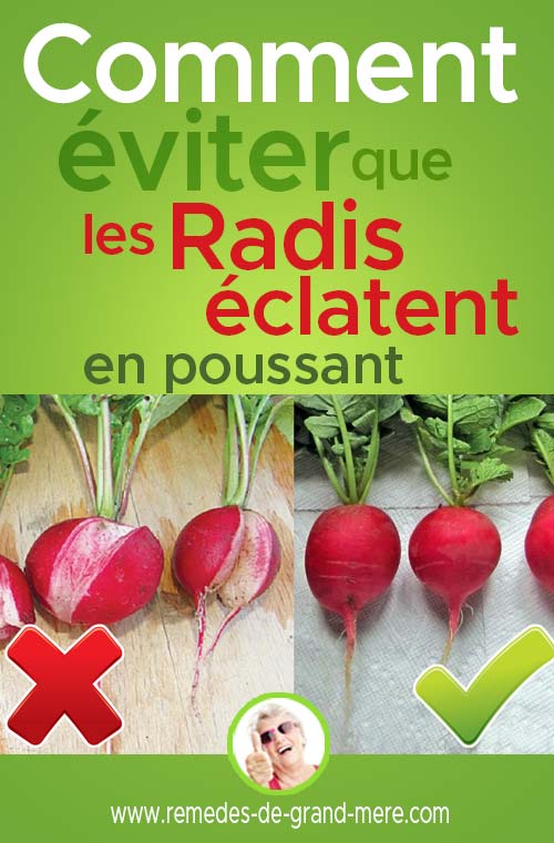 hoe te voorkomen dat radijs in de tuin wordt gekraakt?
