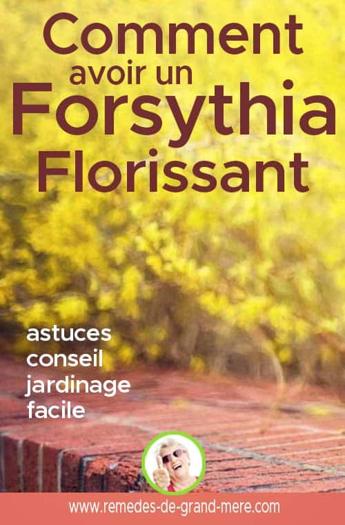 comment avoir un forsythia florissant