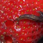 Comment en finir avec les limaces au jardin : astuces populaires, répulsifs et pièges maison