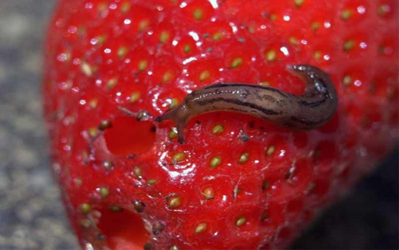 comment se débarrasser des limaces et des escargots au potager et au jardin