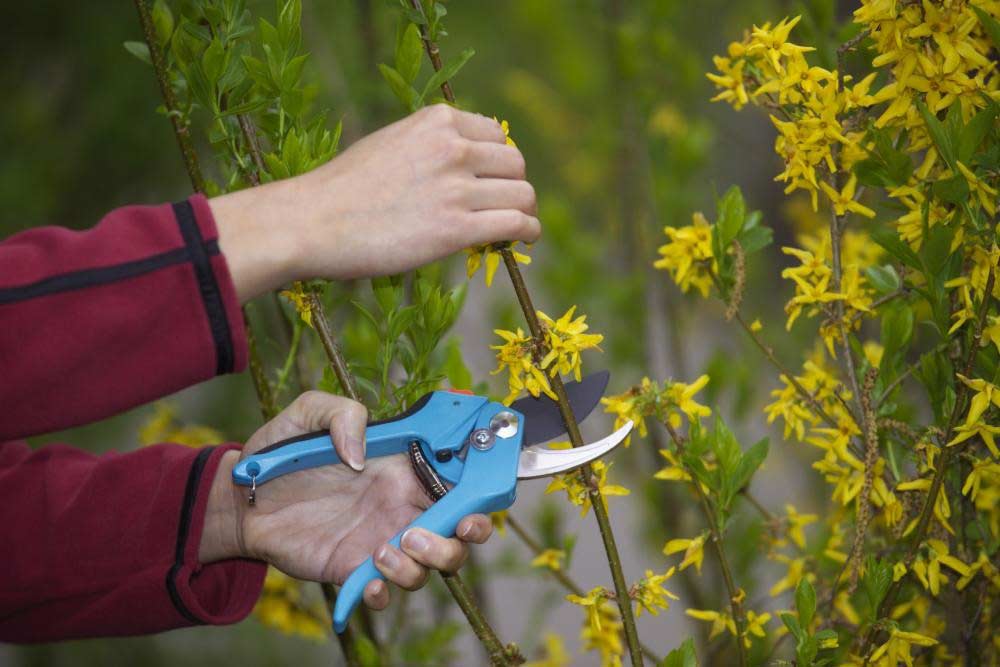 bien tailler le forsythia pour une belle floraison