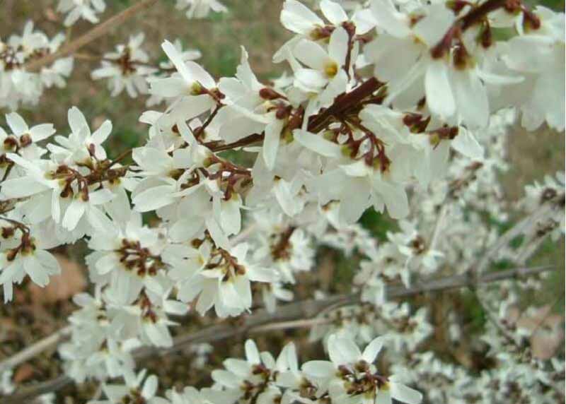 que faire pour avoir un beau forsythia