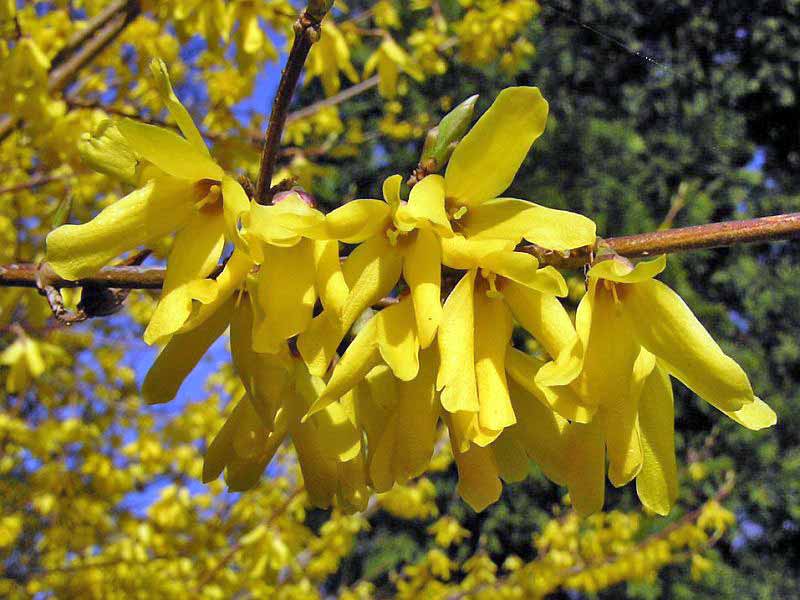 comment avoir un beau forsythia