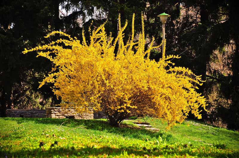 comment avoir de beaux forsythia