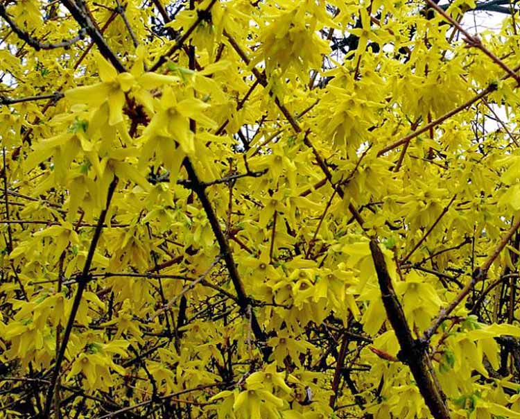 méthode faire fleurir forsythia