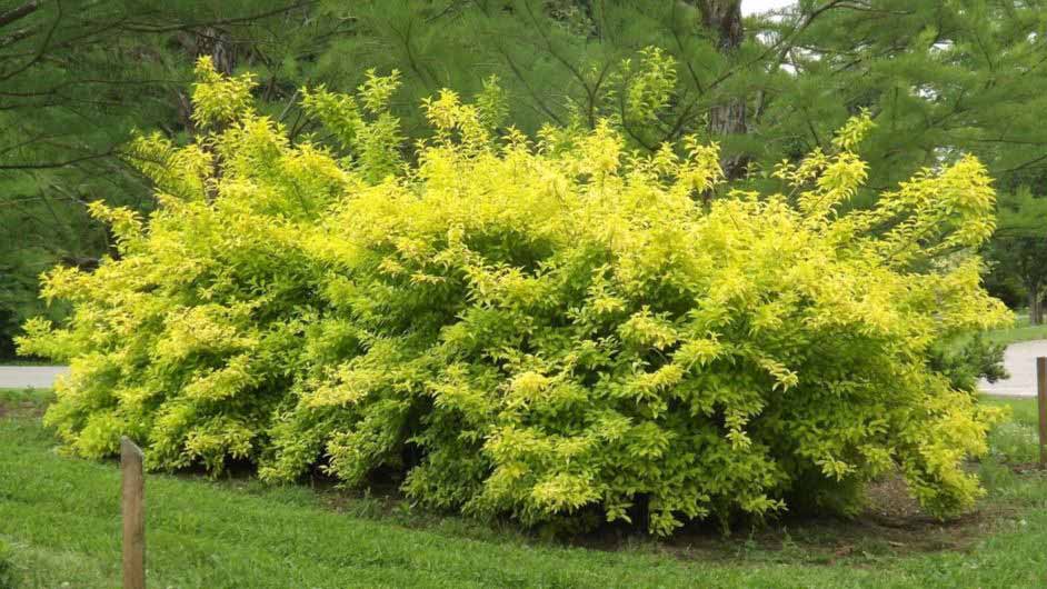 comment faire pousser de beaux forsythias